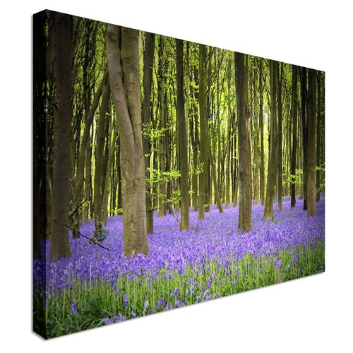 Bluebells the woods - the, canvas