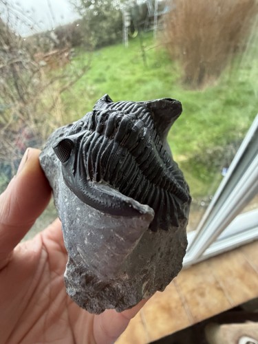 Hollardops trilobite fossil - trilobite,