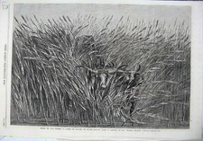 Old Antique Print Fine Art