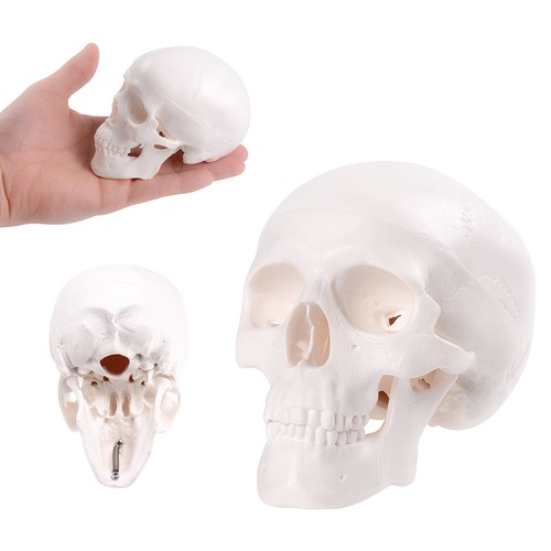Realistic mini human - realistic,