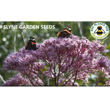 JOE PYE WEED EUTROCHIUM MACULATUM PINK HERBACEOUS  PERENNIAL FLOWER SEEDS