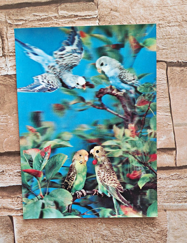 Budgerigar birds branches - on,