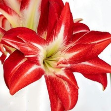 Amaryllis Splash. Huge 42-44cm