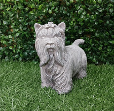 Yorkshire terrier 13.5cm x 7cm