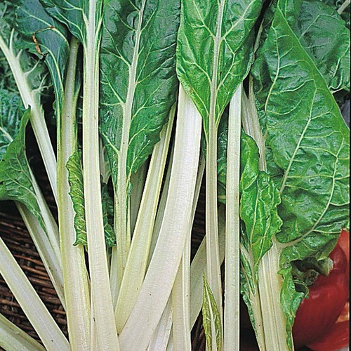 Thompson morgan swiss chard - thompson,