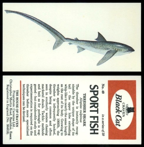 Thresher shark sport fish - #49,