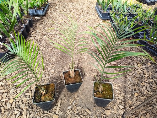 Dypsis decaryi cm - cm, pot