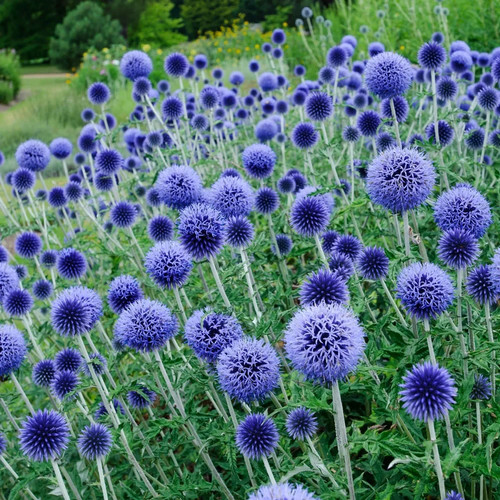 Echinops ritro blue - 6,