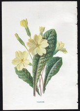 c1902 Hulme Familiar Wild