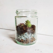 7.5cm DIY Terrarium Kit / Sempervivum / Succulent gifts / Wedding & Baby Favours