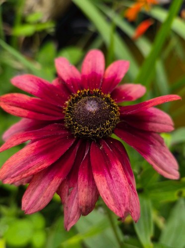 Rudbeckia cherry brandy seeds - rudbeckia,