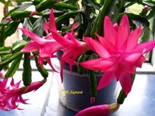 Genuine Christmas Cactus