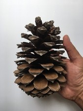 Giant Pine Cones, Extra Extra Large Up To 21cm Open & Dry