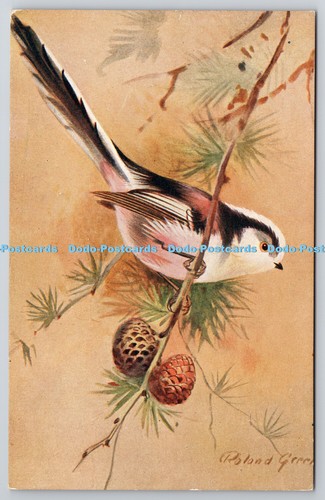 R764914 long tailed - tailed, bird