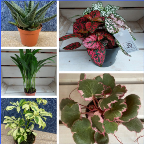 Small houseplants haworthia - small,