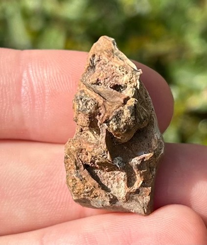 Rex skull fragment fossil - skull,