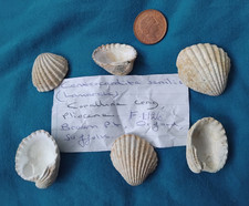 6 Fossil Shells -  Centrocardita Senilis - Pliocene 