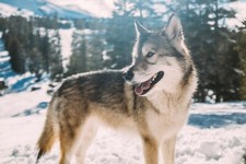 Wolf in Mammoth Lakes Snow
