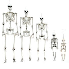 Halloween Human Skeleton Skull