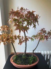 Large Japanese Maple Bonsai Tree