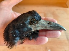 Rook Crow Head Skull  (Corvus