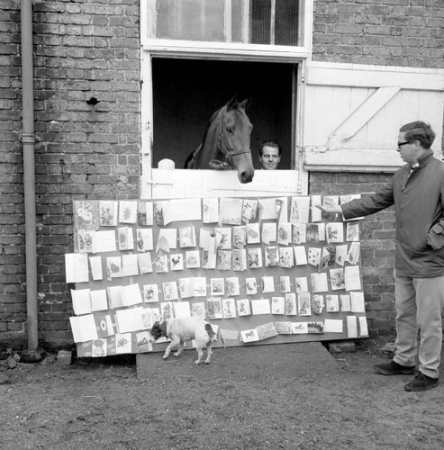 Horse racing race - racing,