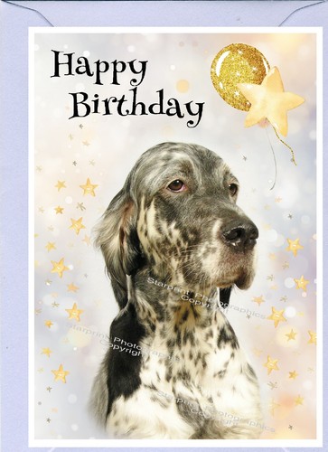 English setter dog birthday - dog,