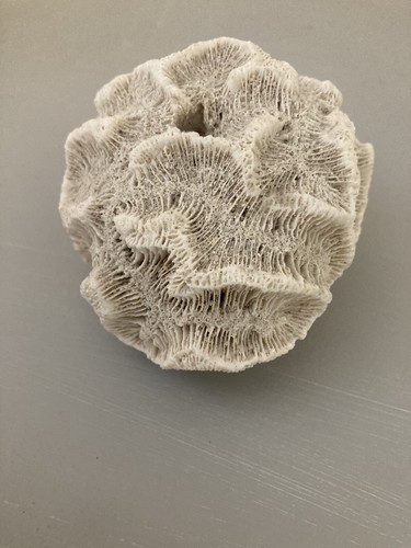 Coral brain - brain,