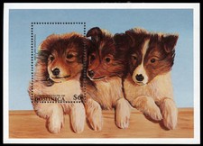 SHETLAND SHEEPDOG SHELTIE