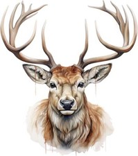 Colourful Stag Deer Antlers