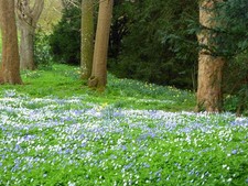 Photo 6x4 Godmersham Park A