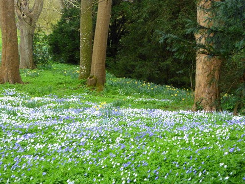 Photo 6x4 godmersham park - godmersham, a