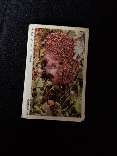 B1t trade card dandy - gum, wild