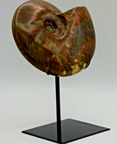 Large fossil ammonite fire - fossil,