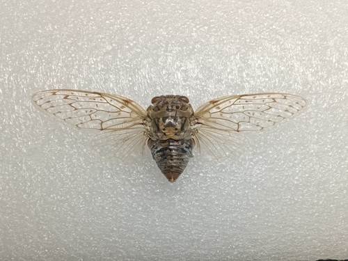 Madagascan cicada fly yanga - cicada, fly,