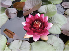 Nymphaea "Perry’s Almost Black" Premier Water Lily Pond Plant