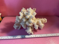White Reef Coral Genuine Real