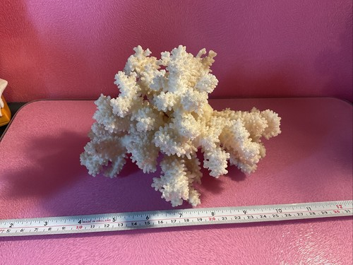White reef coral genuine real - white,