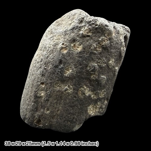 Petrified wood fossil - wood,