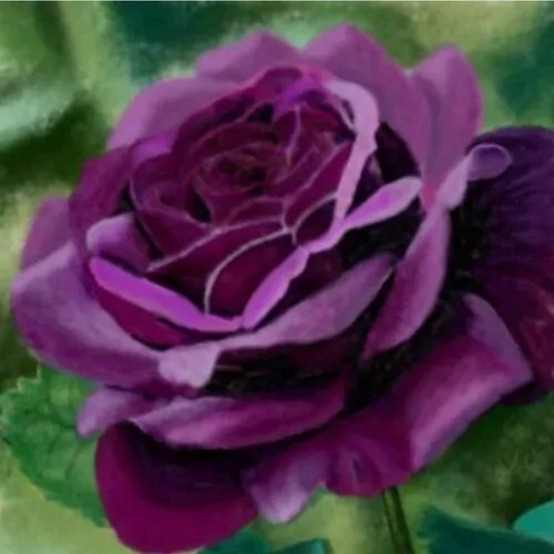 100 pcs purple rose flower - purple,