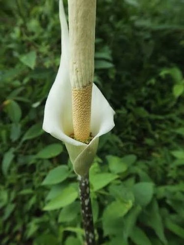 Amorphophallus variabilis - amorphophallus,