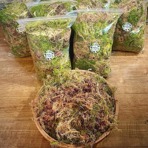 Live sphagnum moss - live, 1kg