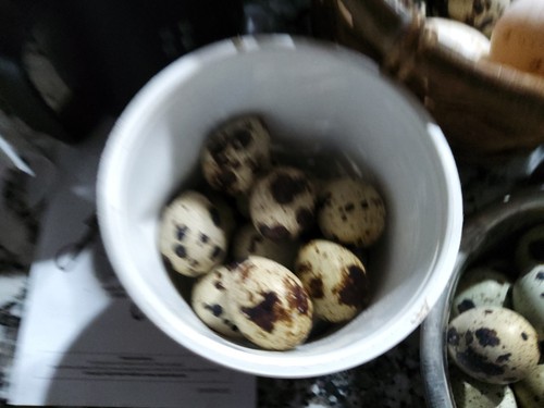 Selling hatching quail - selling, eggs