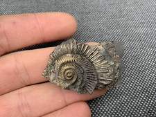 Pyrite Fossil Ammonite