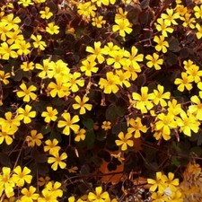 Oxalis 'Burgundy' dark leaved