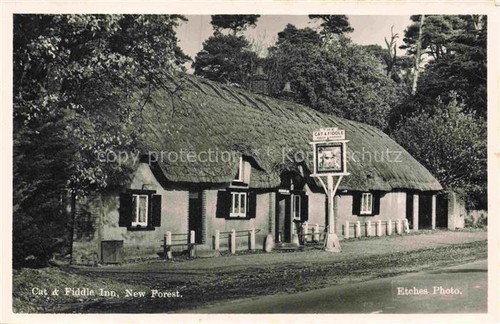 Cat fiddle inn new forest - cat,