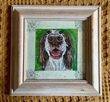 Lovely Original Springer