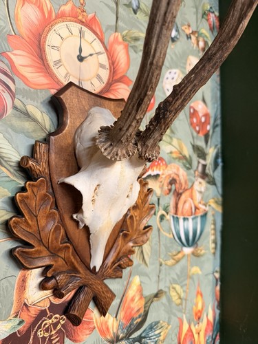Roe deer taxidermy skull - roe,