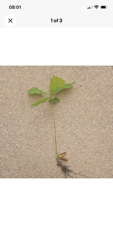 English oak tree - x,