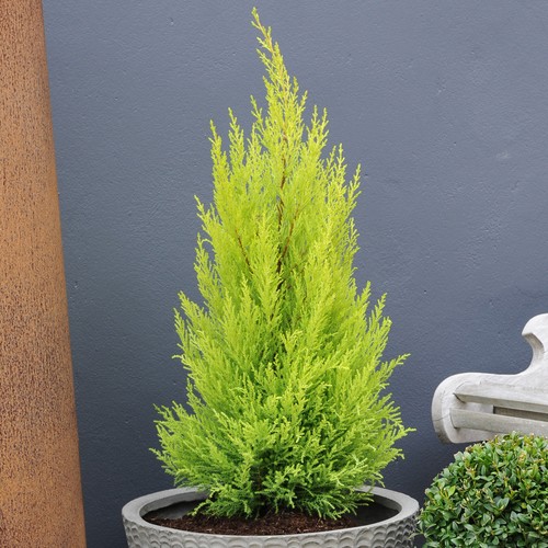 Cupressus plant conifer wilma - conifer,